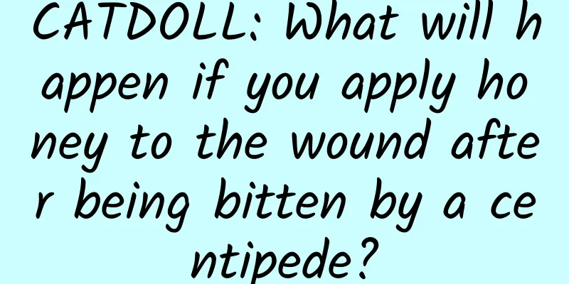 CATDOLL: What will happen if you apply honey to the wound after being bitten by a centipede?
