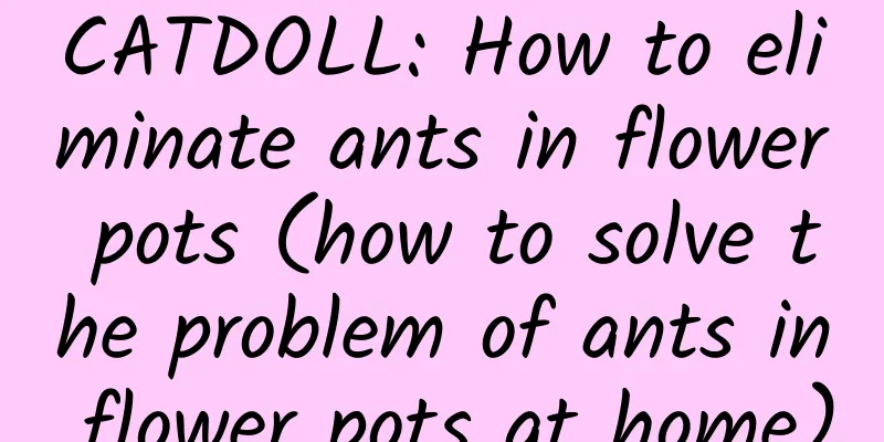 CATDOLL: How to eliminate ants in flower pots (how to solve the problem of ants in flower pots at home)