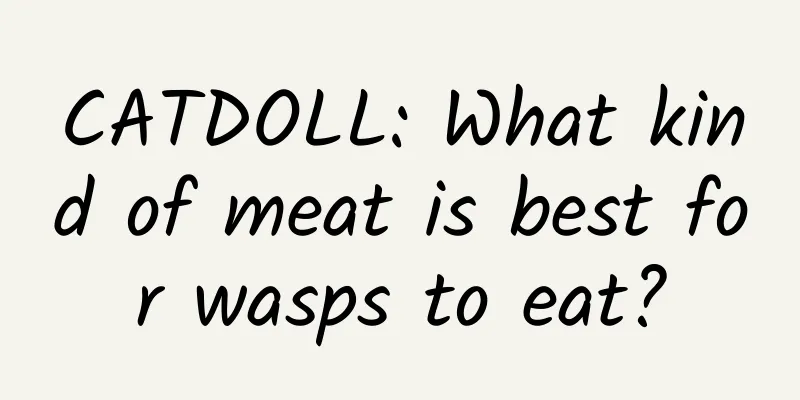CATDOLL: What kind of meat is best for wasps to eat?