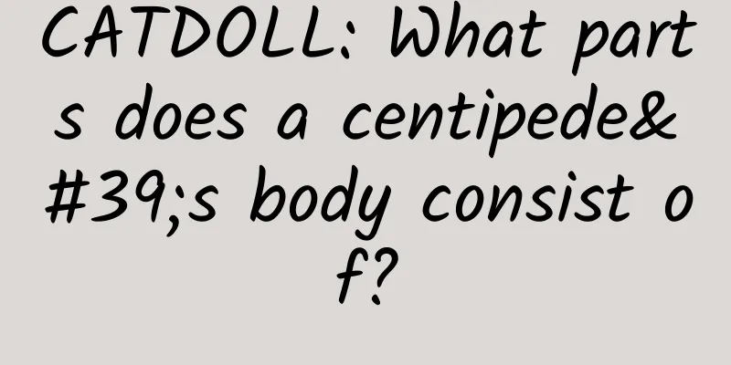 CATDOLL: What parts does a centipede's body consist of?