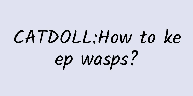 CATDOLL:How to keep wasps?