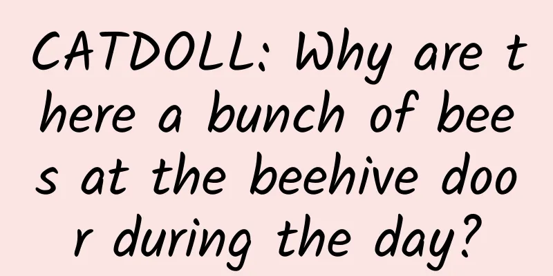 CATDOLL: Why are there a bunch of bees at the beehive door during the day?