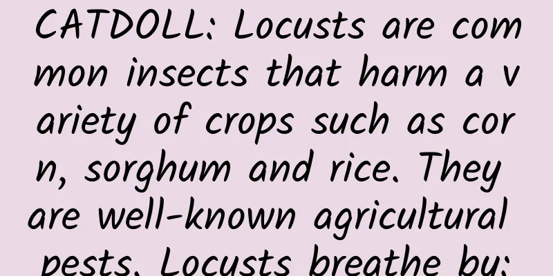 CATDOLL: Locusts are common insects that harm a variety of crops such as corn, sorghum and rice. They are well-known agricultural pests. Locusts breathe by: