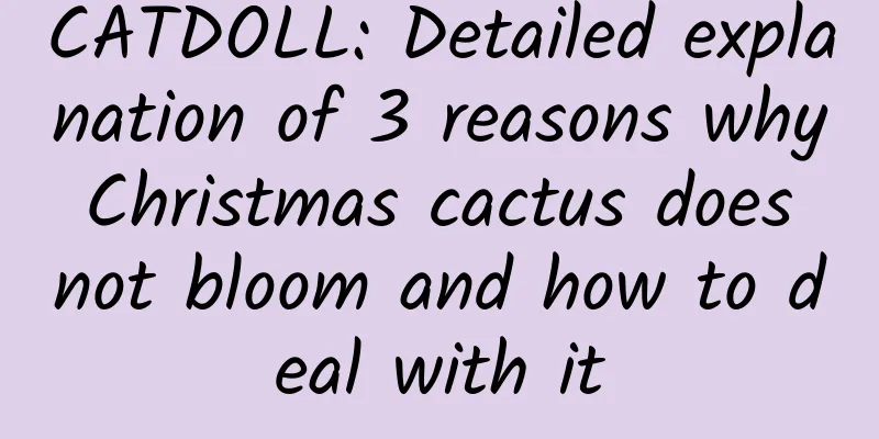 CATDOLL: Detailed explanation of 3 reasons why Christmas cactus does not bloom and how to deal with it