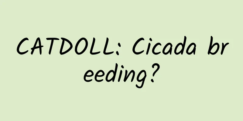 CATDOLL: Cicada breeding?