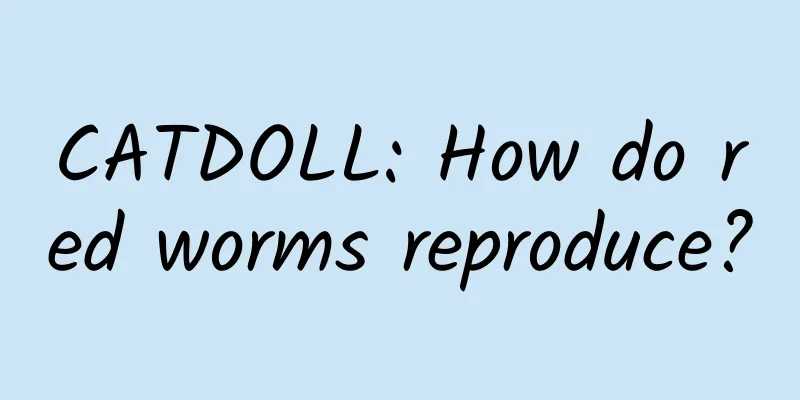 CATDOLL: How do red worms reproduce?
