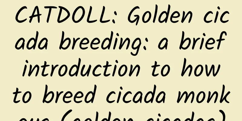 CATDOLL: Golden cicada breeding: a brief introduction to how to breed cicada monkeys (golden cicadas)