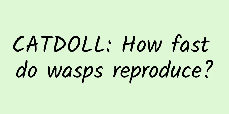 CATDOLL: How fast do wasps reproduce?