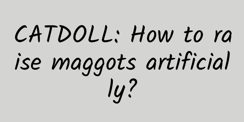 CATDOLL: How to raise maggots artificially?