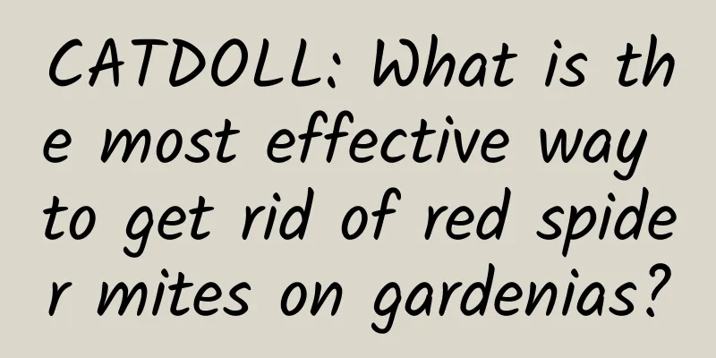 CATDOLL: What is the most effective way to get rid of red spider mites on gardenias?