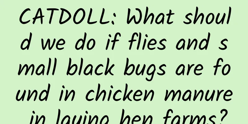 CATDOLL: What should we do if flies and small black bugs are found in chicken manure in laying hen farms?