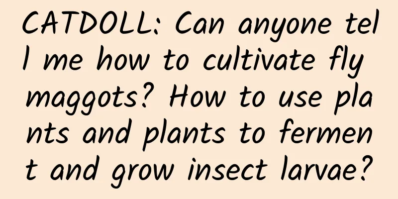 CATDOLL: Can anyone tell me how to cultivate fly maggots? How to use plants and plants to ferment and grow insect larvae?
