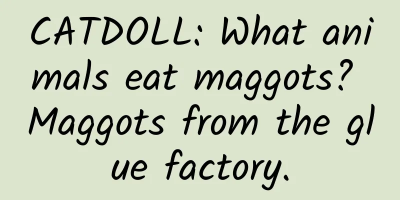 CATDOLL: What animals eat maggots? Maggots from the glue factory.