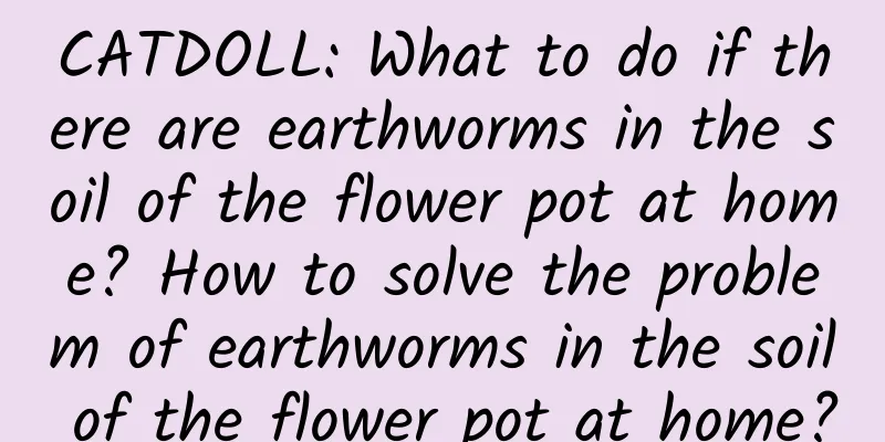 CATDOLL: What to do if there are earthworms in the soil of the flower pot at home? How to solve the problem of earthworms in the soil of the flower pot at home?