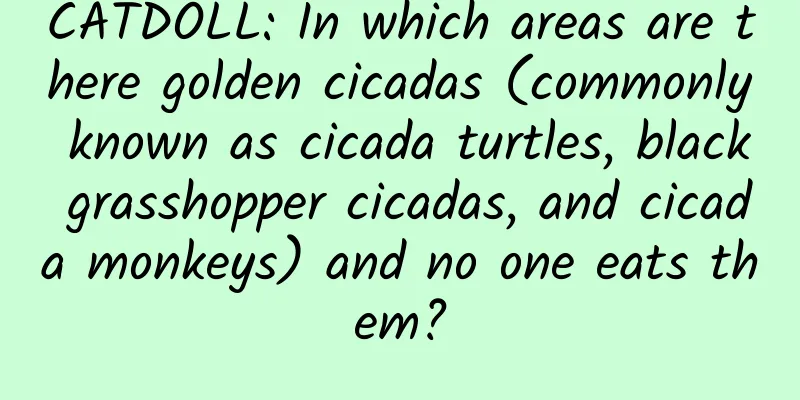 CATDOLL: In which areas are there golden cicadas (commonly known as cicada turtles, black grasshopper cicadas, and cicada monkeys) and no one eats them?