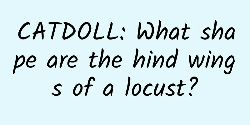 CATDOLL: What shape are the hind wings of a locust?