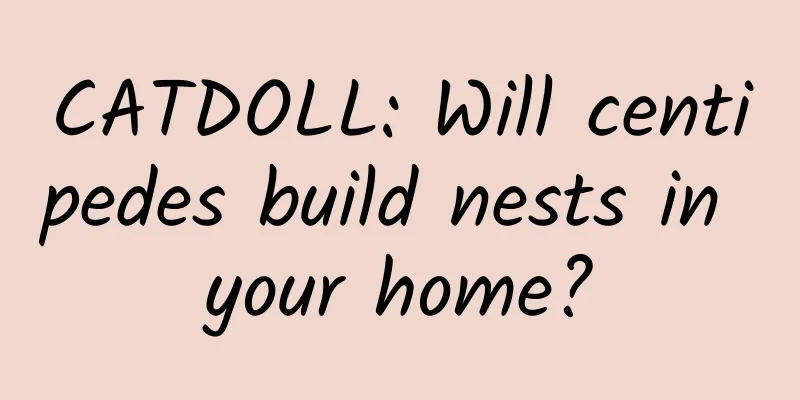 CATDOLL: Will centipedes build nests in your home?
