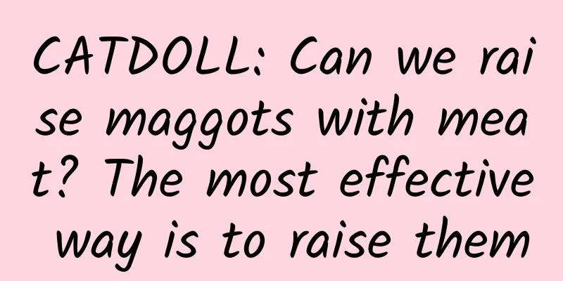 CATDOLL: Can we raise maggots with meat? The most effective way is to raise them