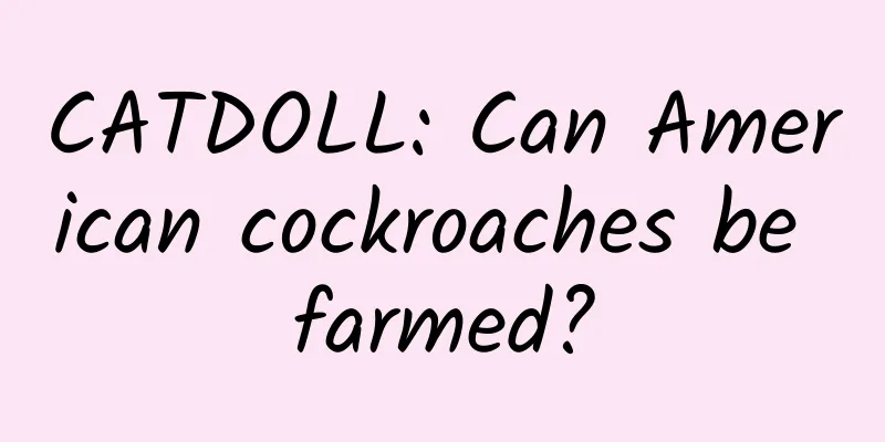 CATDOLL: Can American cockroaches be farmed?