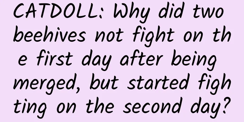 CATDOLL: Why did two beehives not fight on the first day after being merged, but started fighting on the second day?