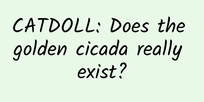 CATDOLL: Does the golden cicada really exist?