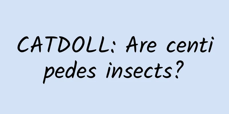 CATDOLL: Are centipedes insects?