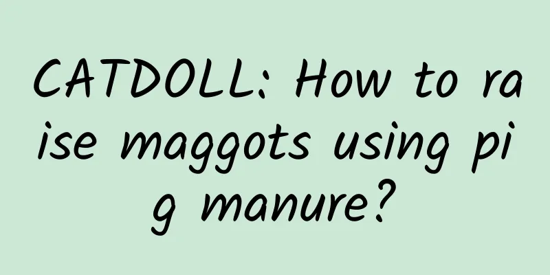 CATDOLL: How to raise maggots using pig manure?