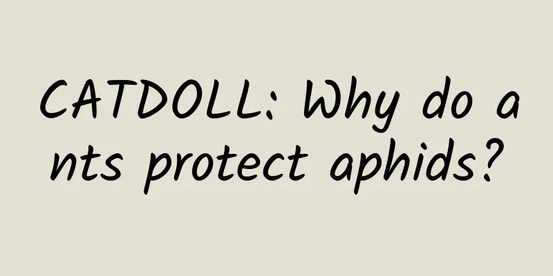 CATDOLL: Why do ants protect aphids?