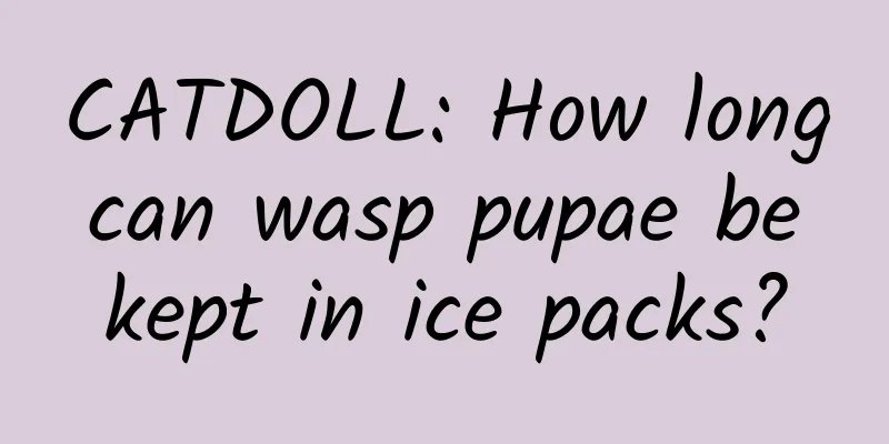 CATDOLL: How long can wasp pupae be kept in ice packs?