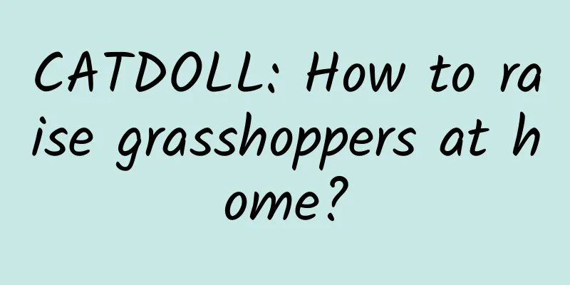 CATDOLL: How to raise grasshoppers at home?