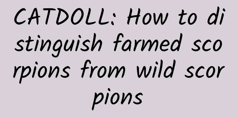 CATDOLL: How to distinguish farmed scorpions from wild scorpions