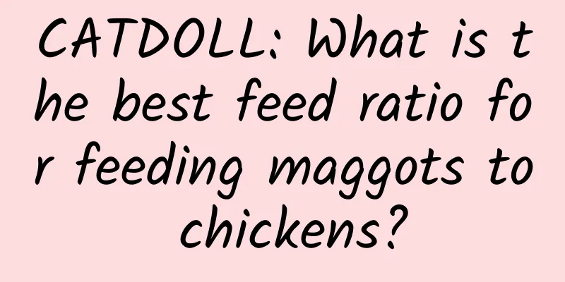 CATDOLL: What is the best feed ratio for feeding maggots to chickens?