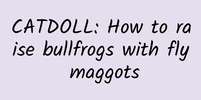 CATDOLL: How to raise bullfrogs with fly maggots
