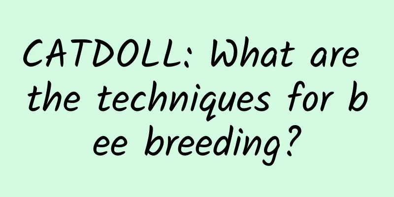 CATDOLL: What are the techniques for bee breeding?