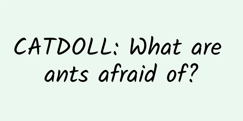 CATDOLL: What are ants afraid of?