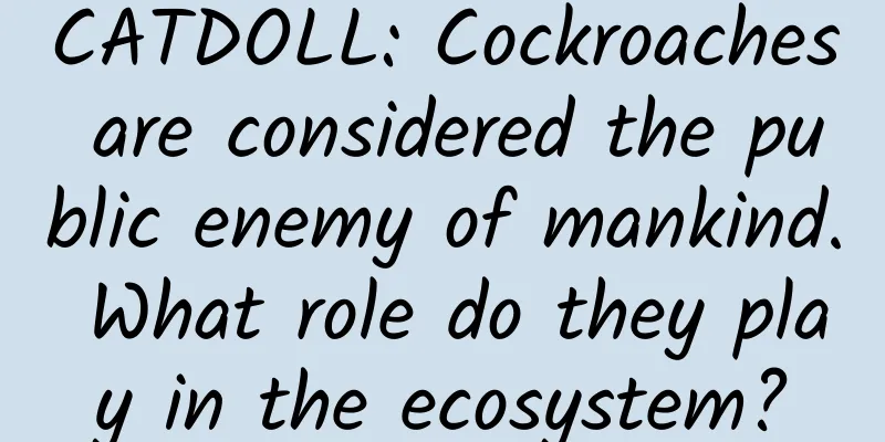 CATDOLL: Cockroaches are considered the public enemy of mankind. What role do they play in the ecosystem?