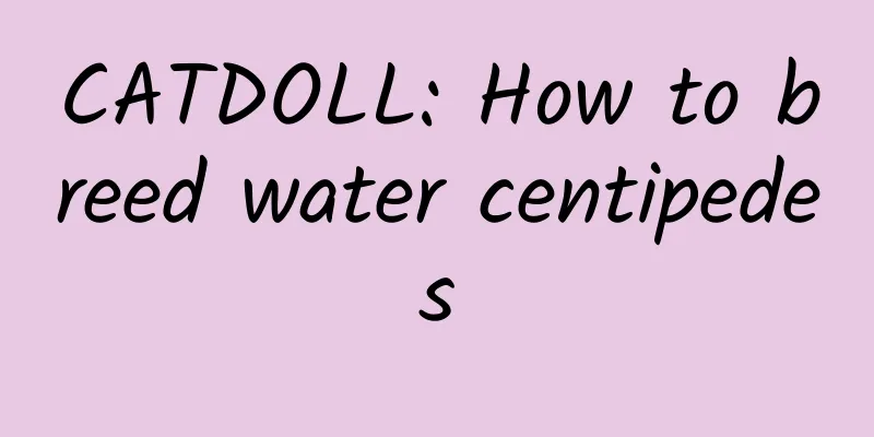 CATDOLL: How to breed water centipedes