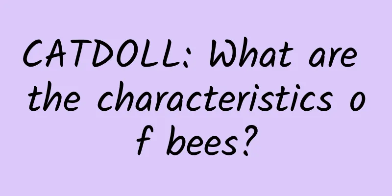CATDOLL: What are the characteristics of bees?