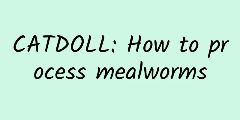 CATDOLL: How to process mealworms