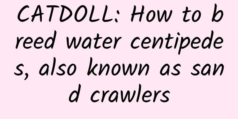 CATDOLL: How to breed water centipedes, also known as sand crawlers