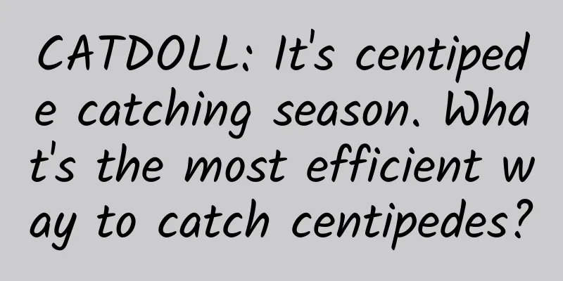 CATDOLL: It's centipede catching season. What's the most efficient way to catch centipedes?