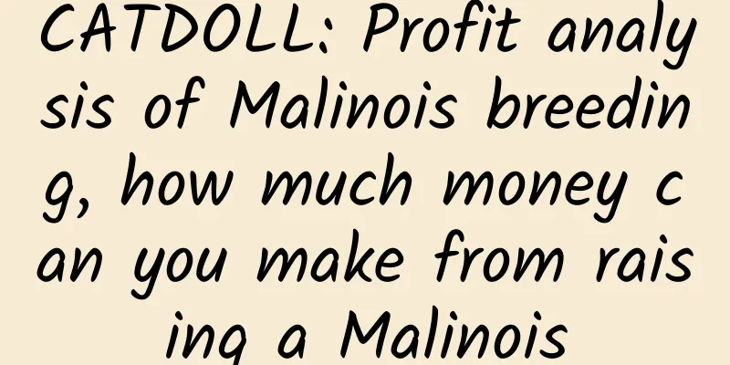CATDOLL: Profit analysis of Malinois breeding, how much money can you make from raising a Malinois