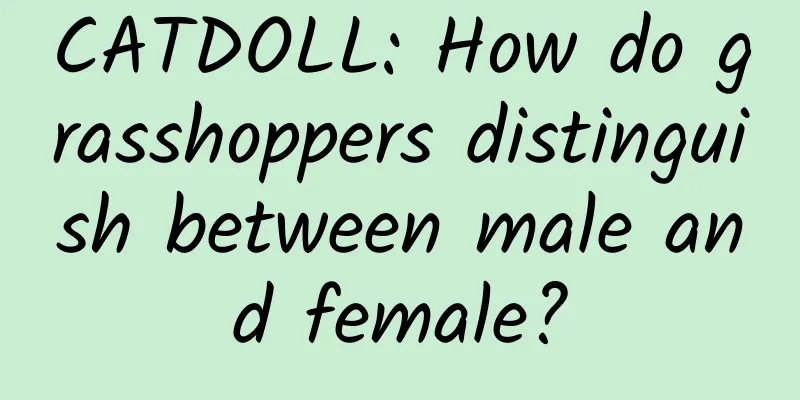 CATDOLL: How do grasshoppers distinguish between male and female?
