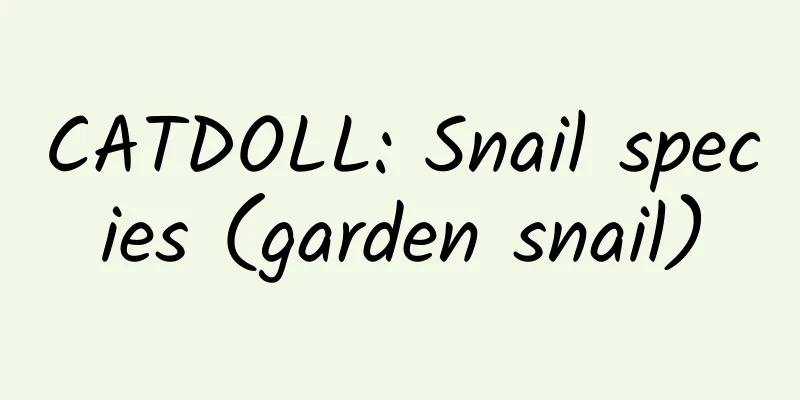 CATDOLL: Snail species (garden snail)