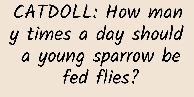 CATDOLL: How many times a day should a young sparrow be fed flies?