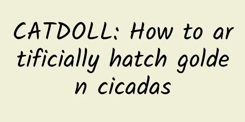 CATDOLL: How to artificially hatch golden cicadas