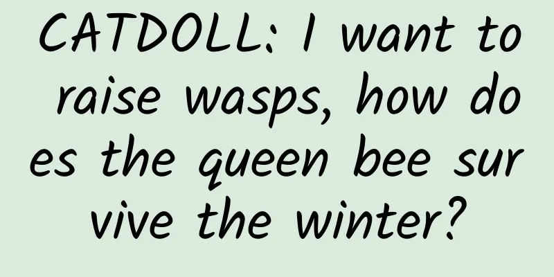 CATDOLL: I want to raise wasps, how does the queen bee survive the winter?