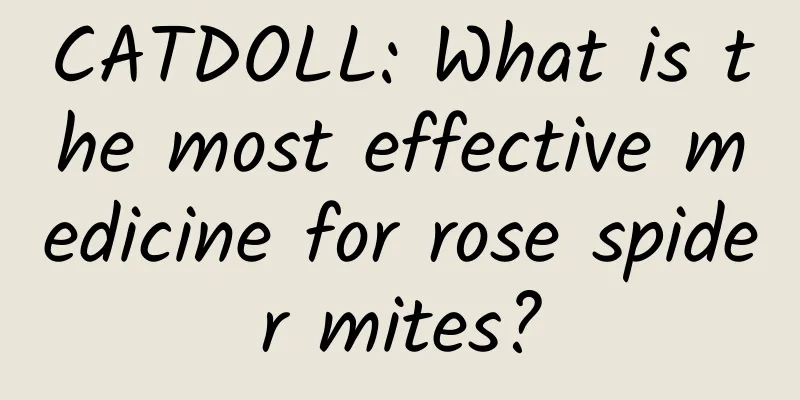 CATDOLL: What is the most effective medicine for rose spider mites?