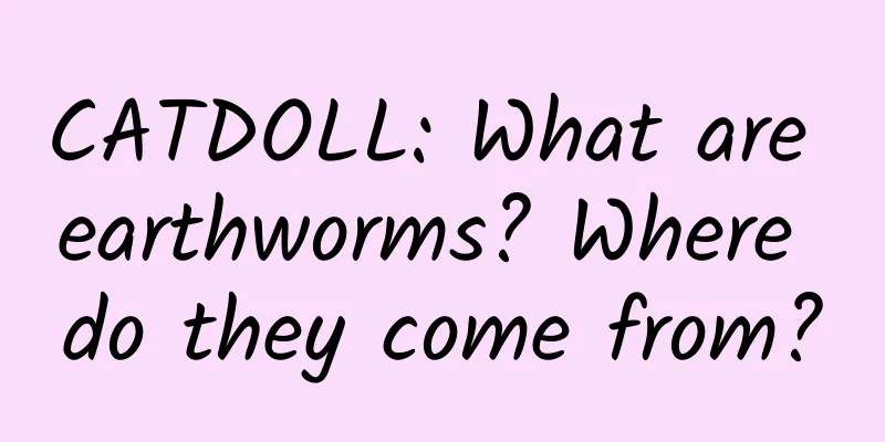 CATDOLL: What are earthworms? Where do they come from?