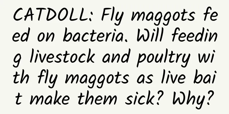 CATDOLL: Fly maggots feed on bacteria. Will feeding livestock and poultry with fly maggots as live bait make them sick? Why?